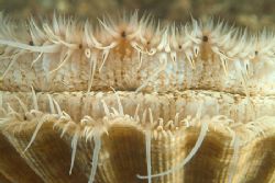 Common scallop. 60mm. Scotland. by Derek Haslam 